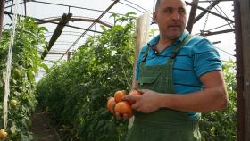 В России сбор овощей превысил 3,3 миллиона тонн   